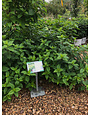 Little Lime Hydrangea 3G