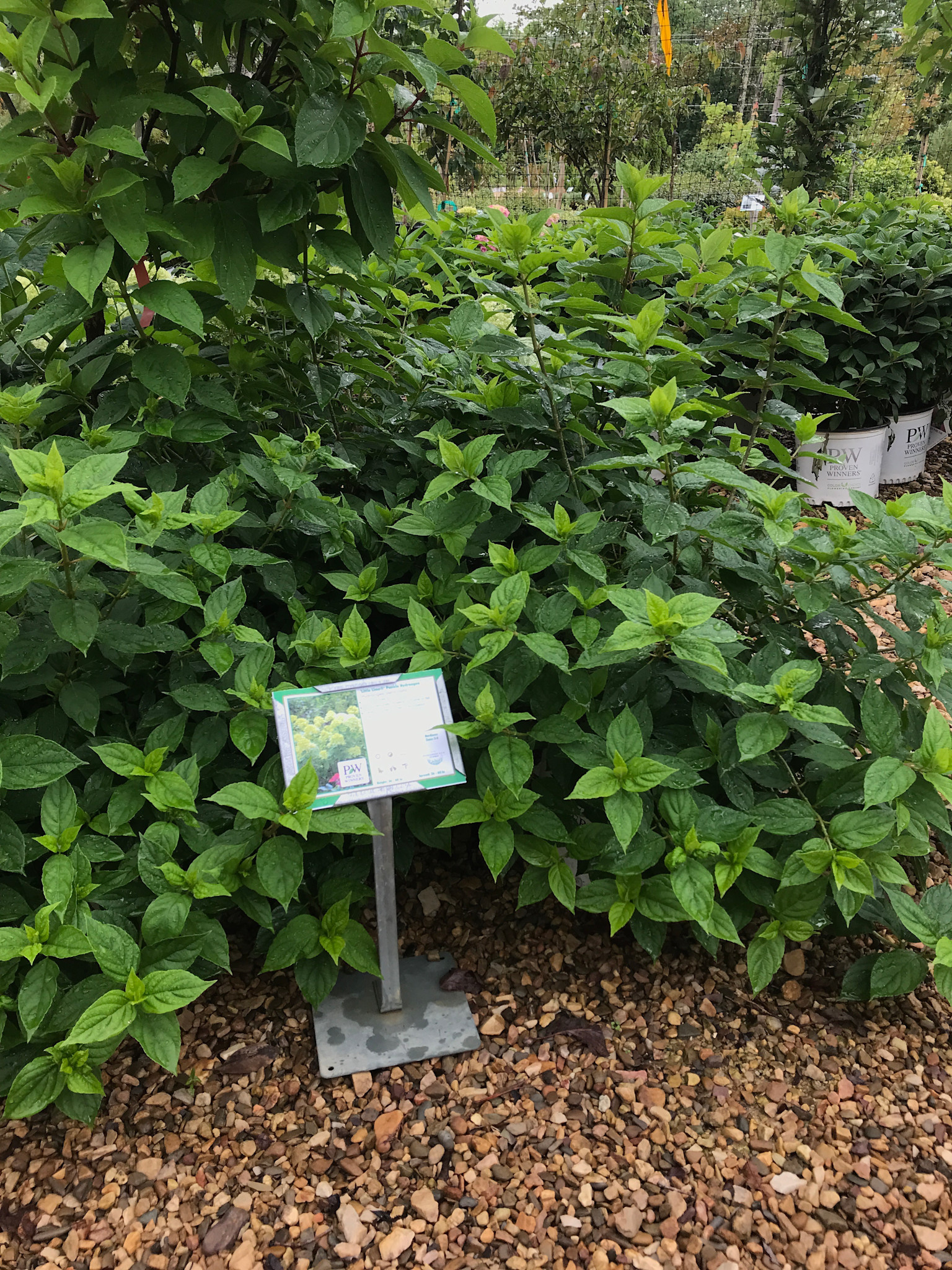 Hydrangea, Hydrangea paniculata 'Jane' Little Lime® 3G