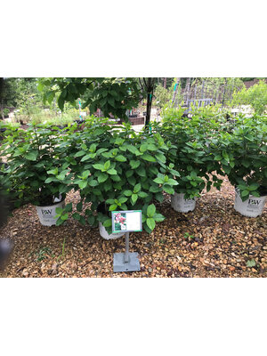 Hydrangea, Hydrangea paniculata 'SMNHPH' Little Lime Punch® 3G