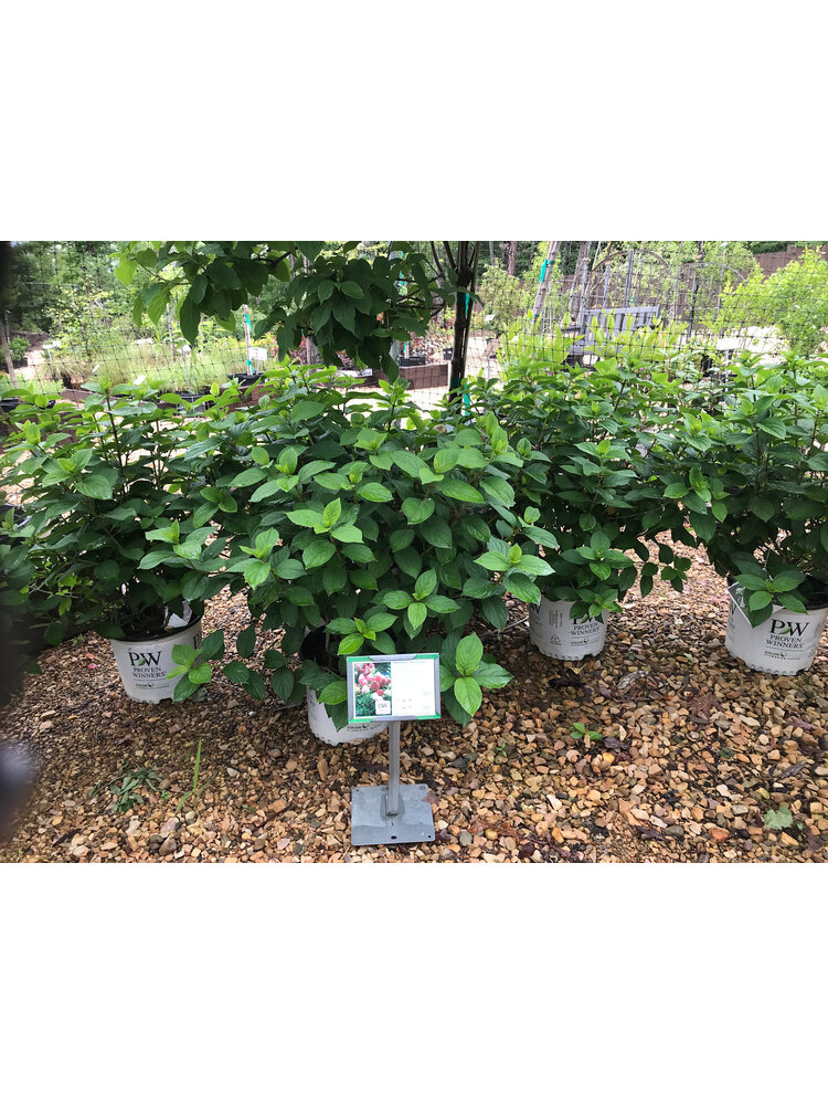 Hydrangea, Hydrangea paniculata 'SMNHPH' Little Lime Punch® 3G