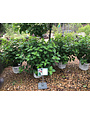 Hydrangea, Hydrangea paniculata 'SMNHPH' Little Lime Punch® 3G