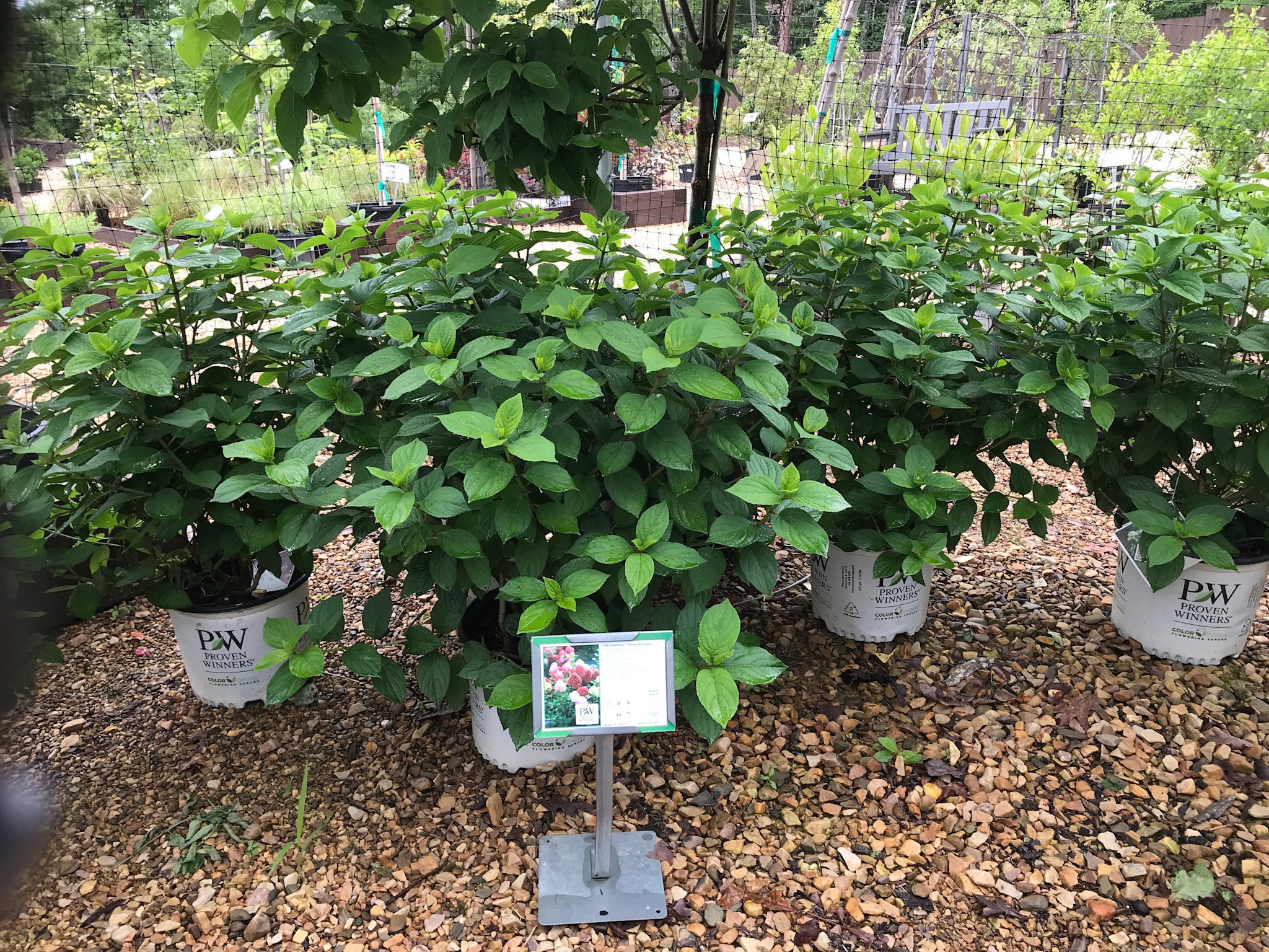 Hydrangea, Hydrangea paniculata 'SMNHPH' Little Lime Punch® 3G