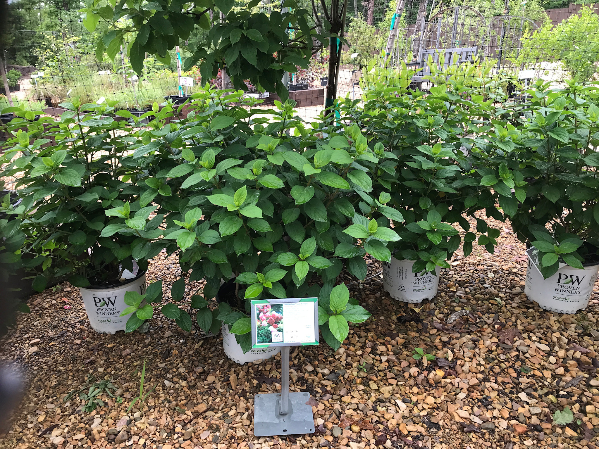Hydrangea, Little Lime Punch 3G