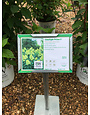 Hydrangea, Hydrangea paniculata 'SMNHPPH' Limelight Prime® 3G