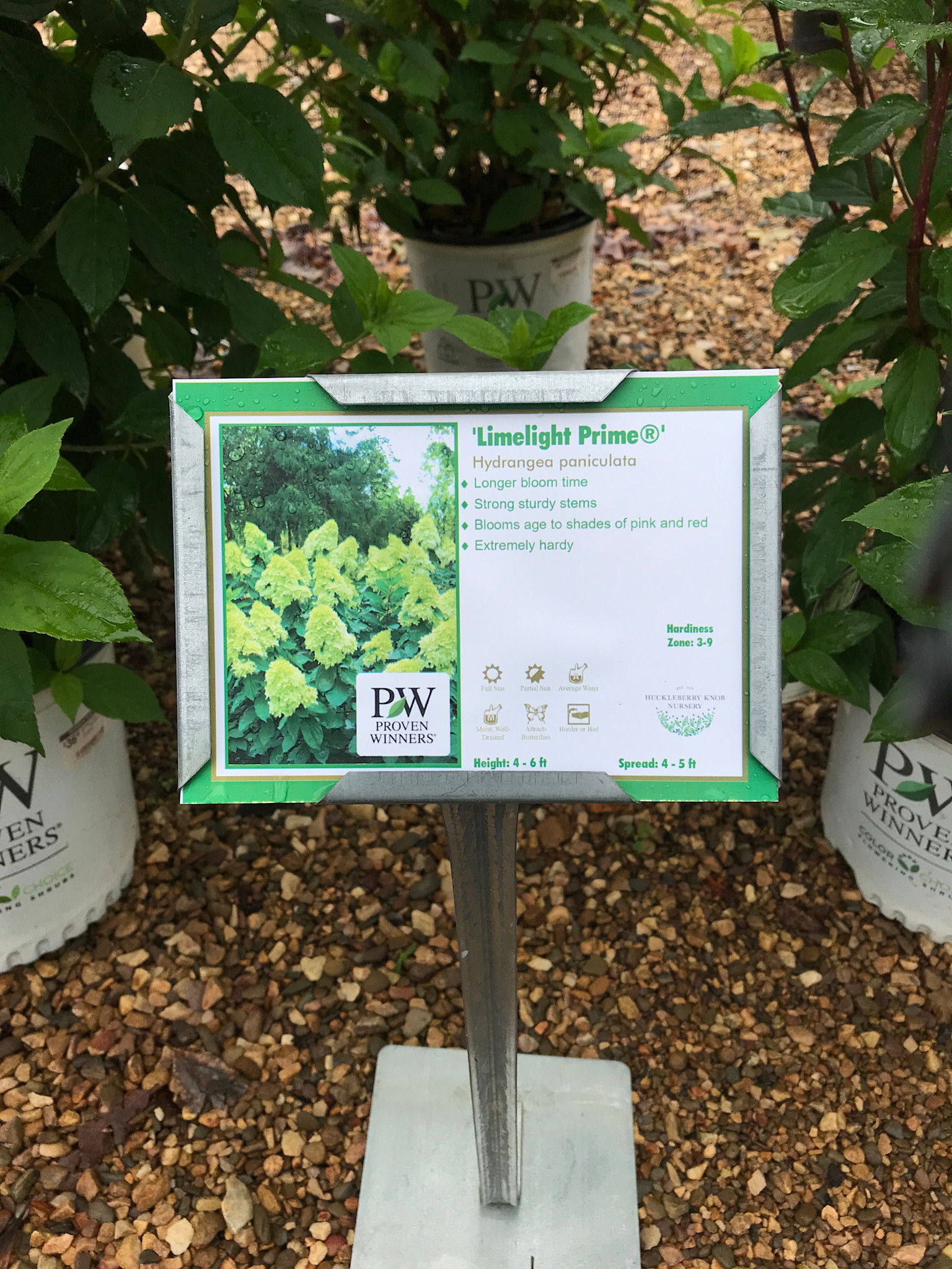 Limelight Prime Hydrangea #3 -- Hydrangea paniculata