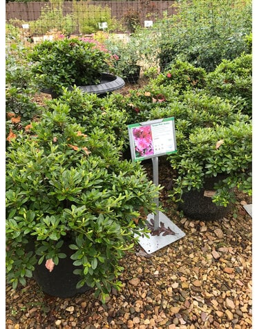 Azalea, Rhododendron 'Gumpo Pink' (Pink) 3G