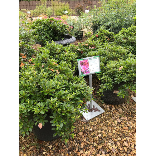 Azalea, Rhododendron 'Gumpo Pink' (Pink) 3G