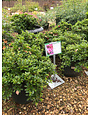 Azalea, Rhododendron 'Gumpo Pink' (Pink) 3G