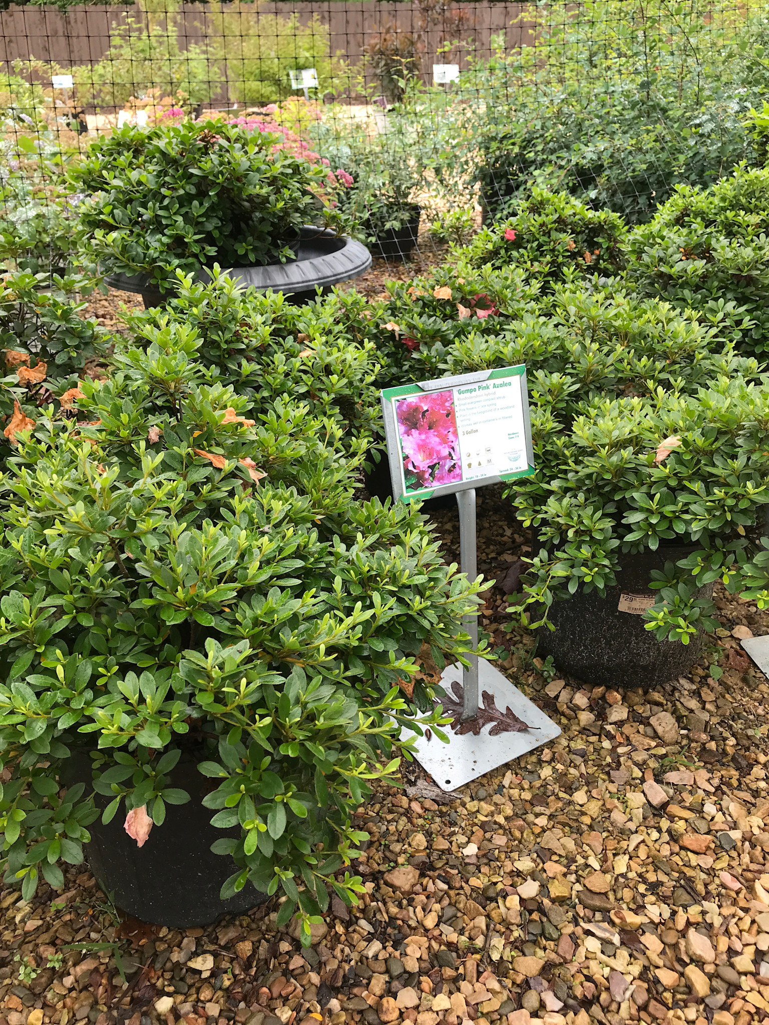 Azalea, Rhododendron 'Gumpo Pink' (Pink) 3G