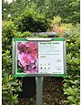 Azalea Gumpo Pink 3G