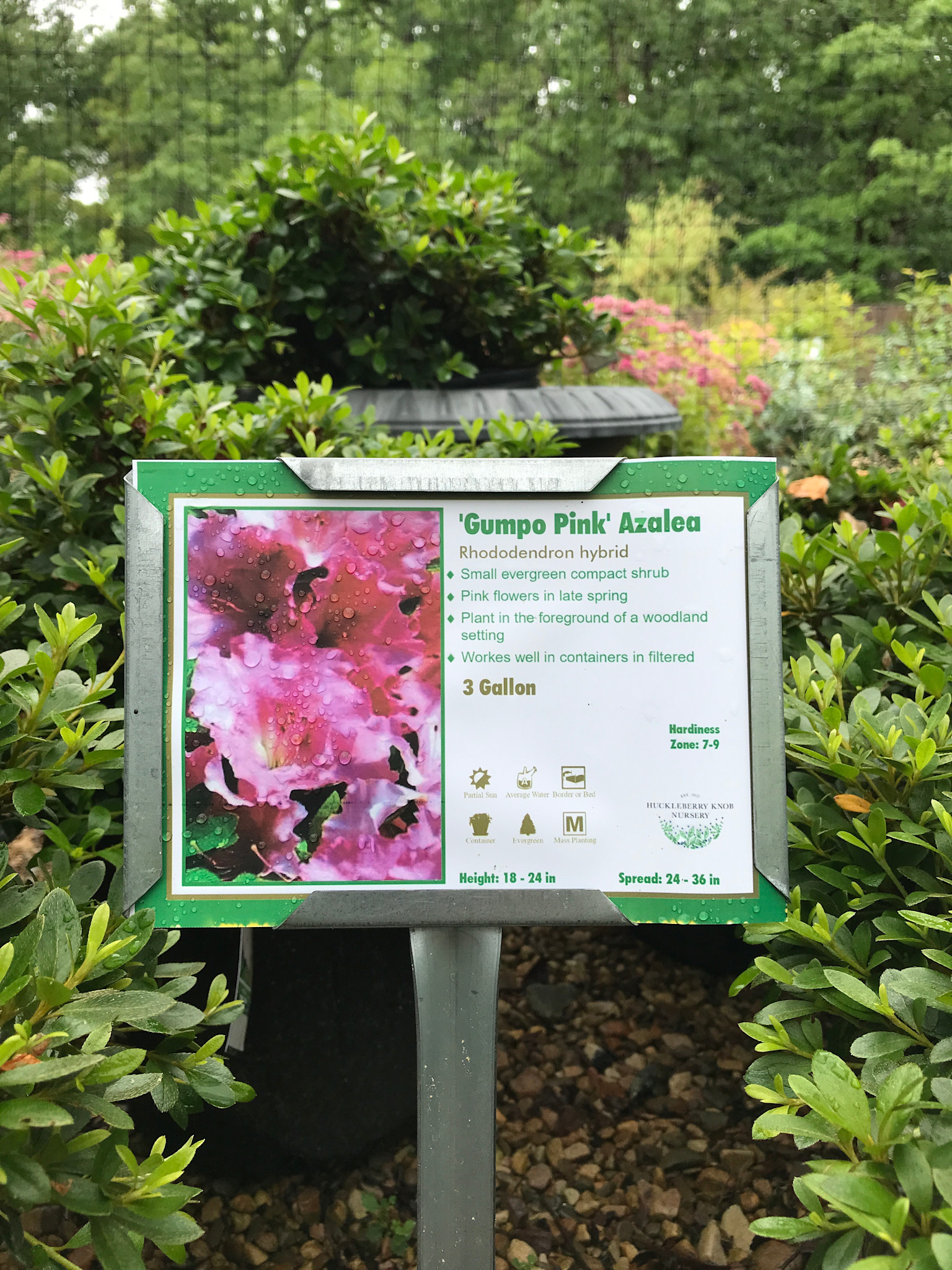 Azalea, Rhododendron 'Gumpo Pink' (Pink) 3G