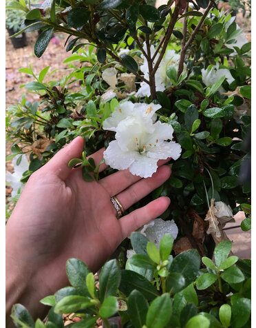 Azalea, Rhododendron 'Gumpo White' (White) 3G