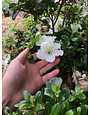 Azalea, Rhododendron 'Gumpo White' (White) 3G