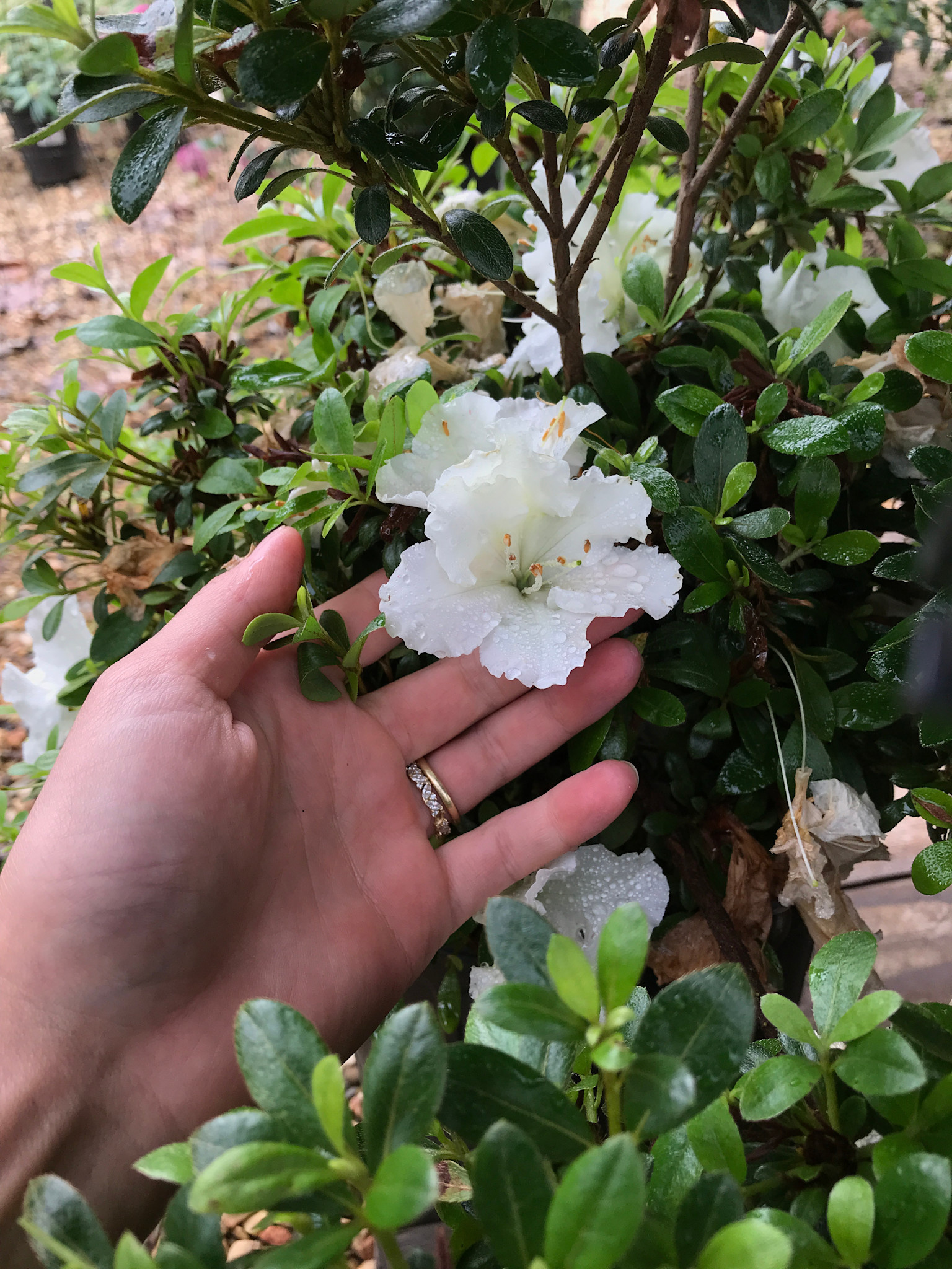 Azalea Satsuki Hybrid 'Gumpo White Hybrid' 3 gal
