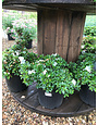 Azalea, Rhododendron 'Gumpo White' (White) 3G