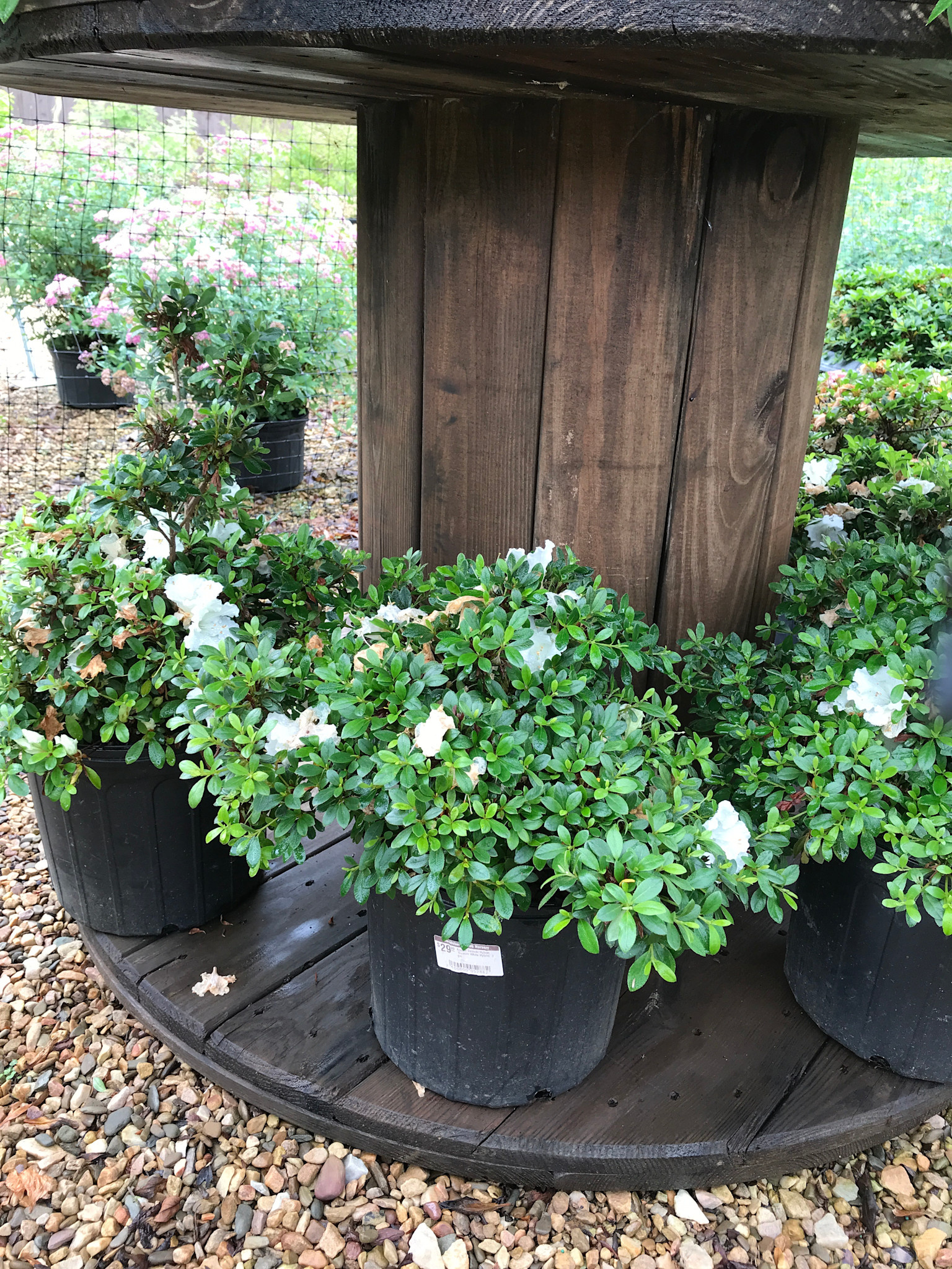 Azalea Satsuki Hybrid 'Gumpo White Hybrid' 3 gal