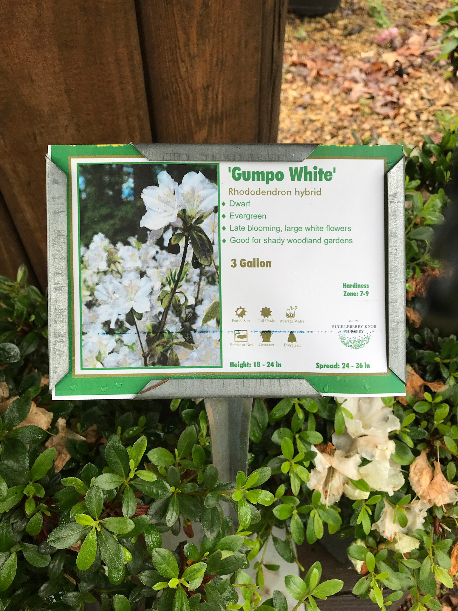 Azalea, Rhododendron 'Gumpo White' (White) 3G