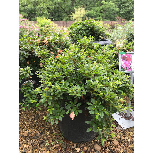 Azalea, Rhododendron 'Gumpo Pink' (Pink) 5G