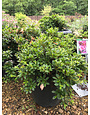 Azalea, Rhododendron 'Gumpo Pink' (Pink) 5G