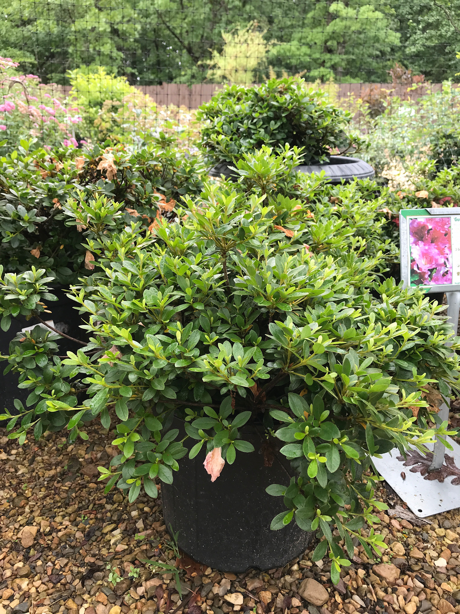 Azalea, Rhododendron 'Gumpo Pink' (Pink) 5G
