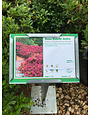Azalea Girard Hybrid 'Renee Michelle' 3G EVERGREEN PINK