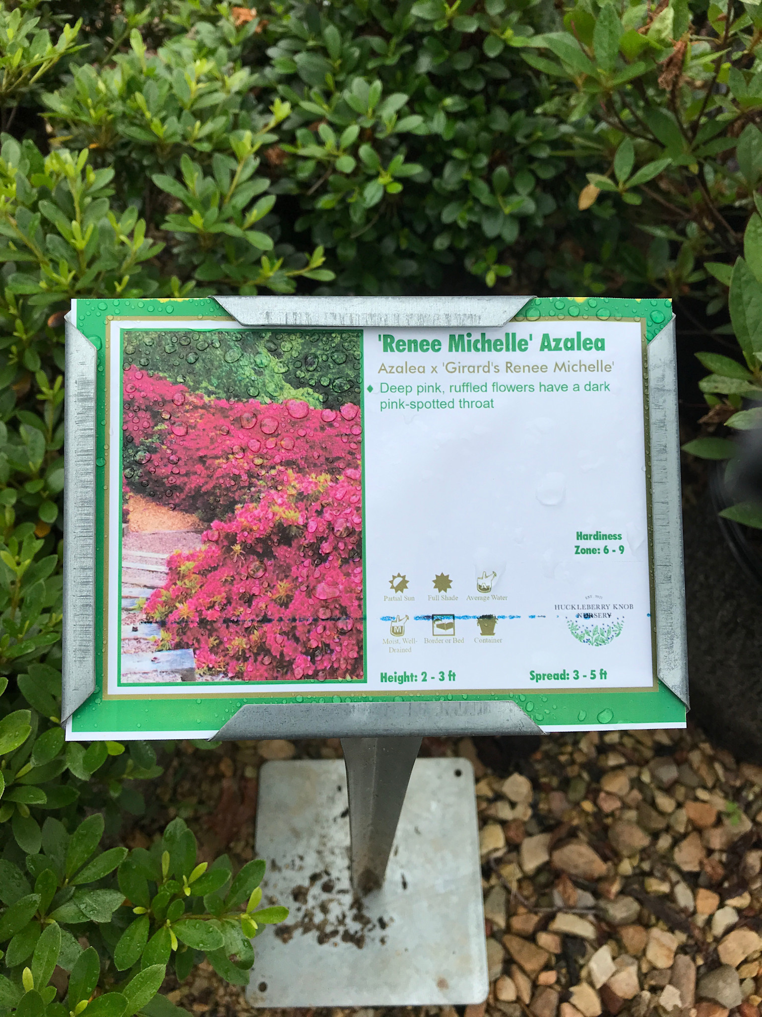 Azalea Girard Hybrid 'Renee Michelle' 3G EVERGREEN PINK