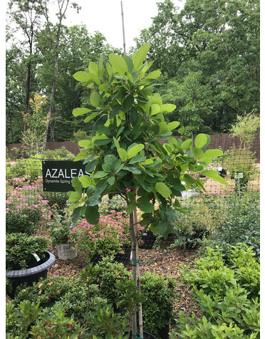 Cotinus Obovatus, American Smoke Tree 7g