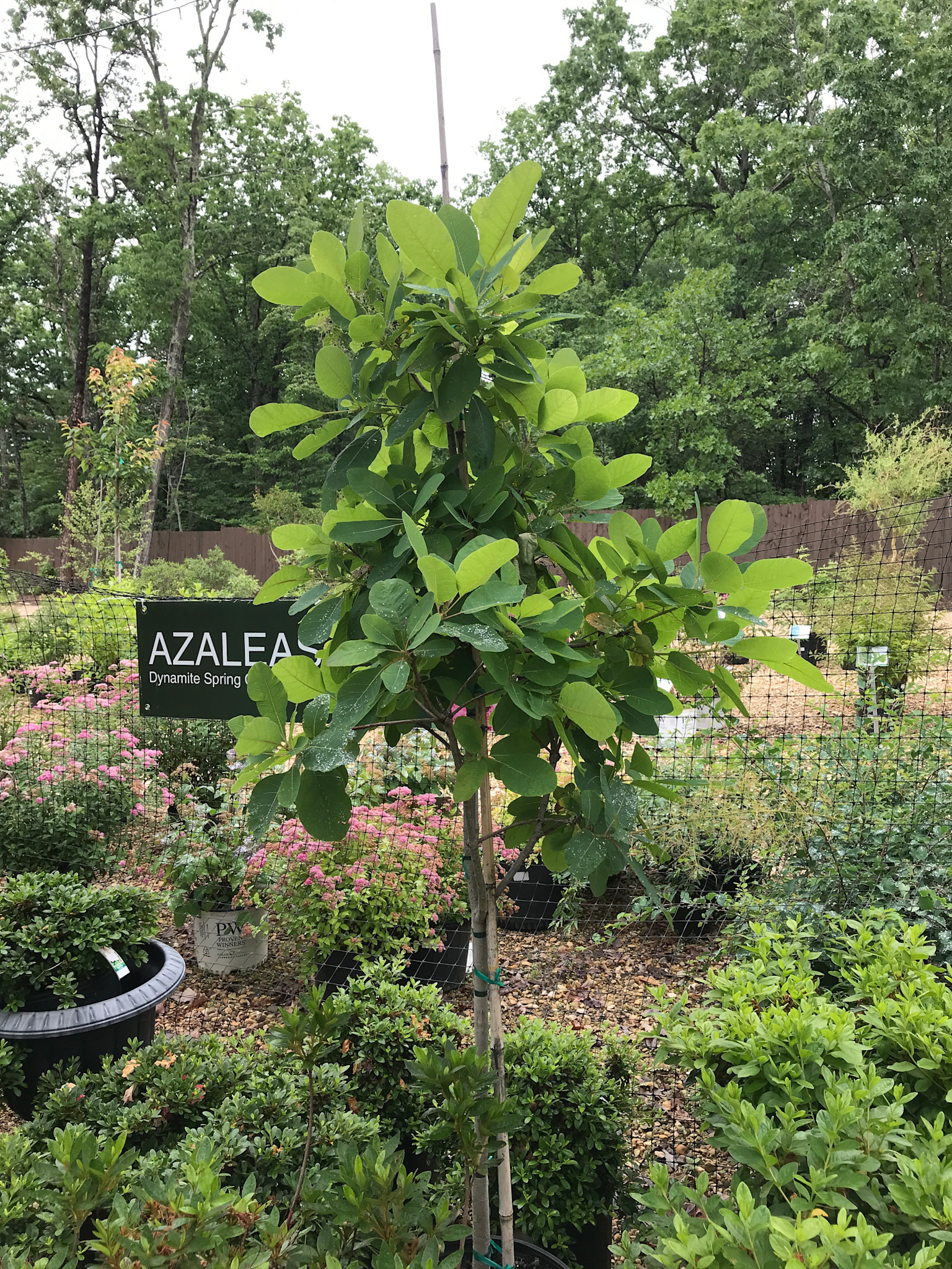 Cotinus Obovatus, American Smoke Tree 7g