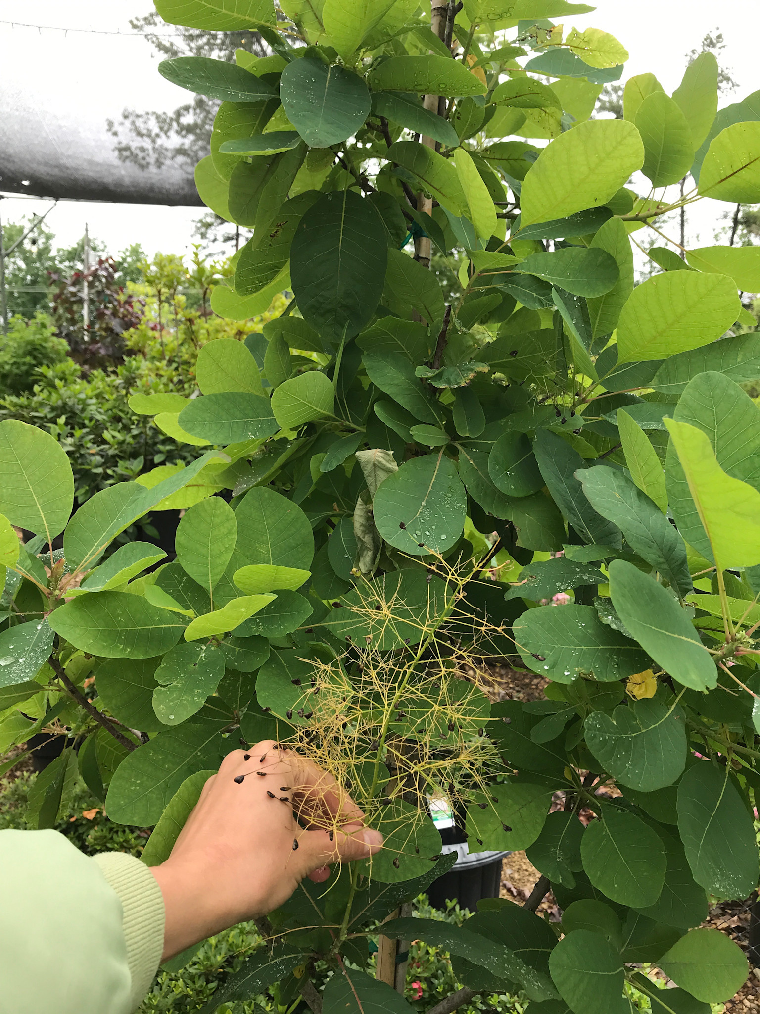 Cotinus Obovatus, American Smoke Tree 7g