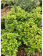 Azalea Delaware Valley 'White' 3 Gal