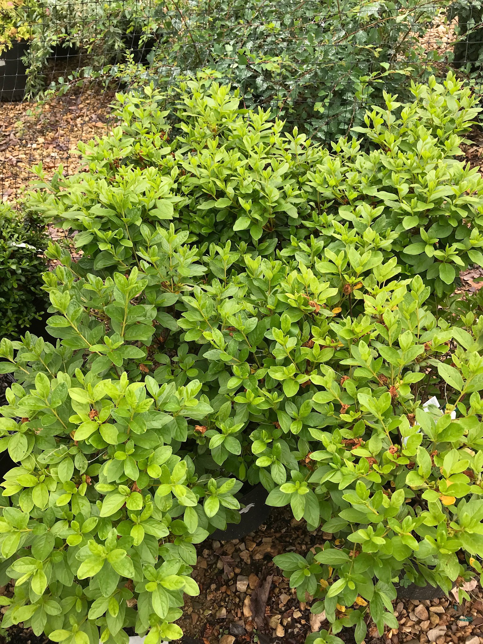 Azalea, Rhododendron 'Delaware Valley White' (White) 3G