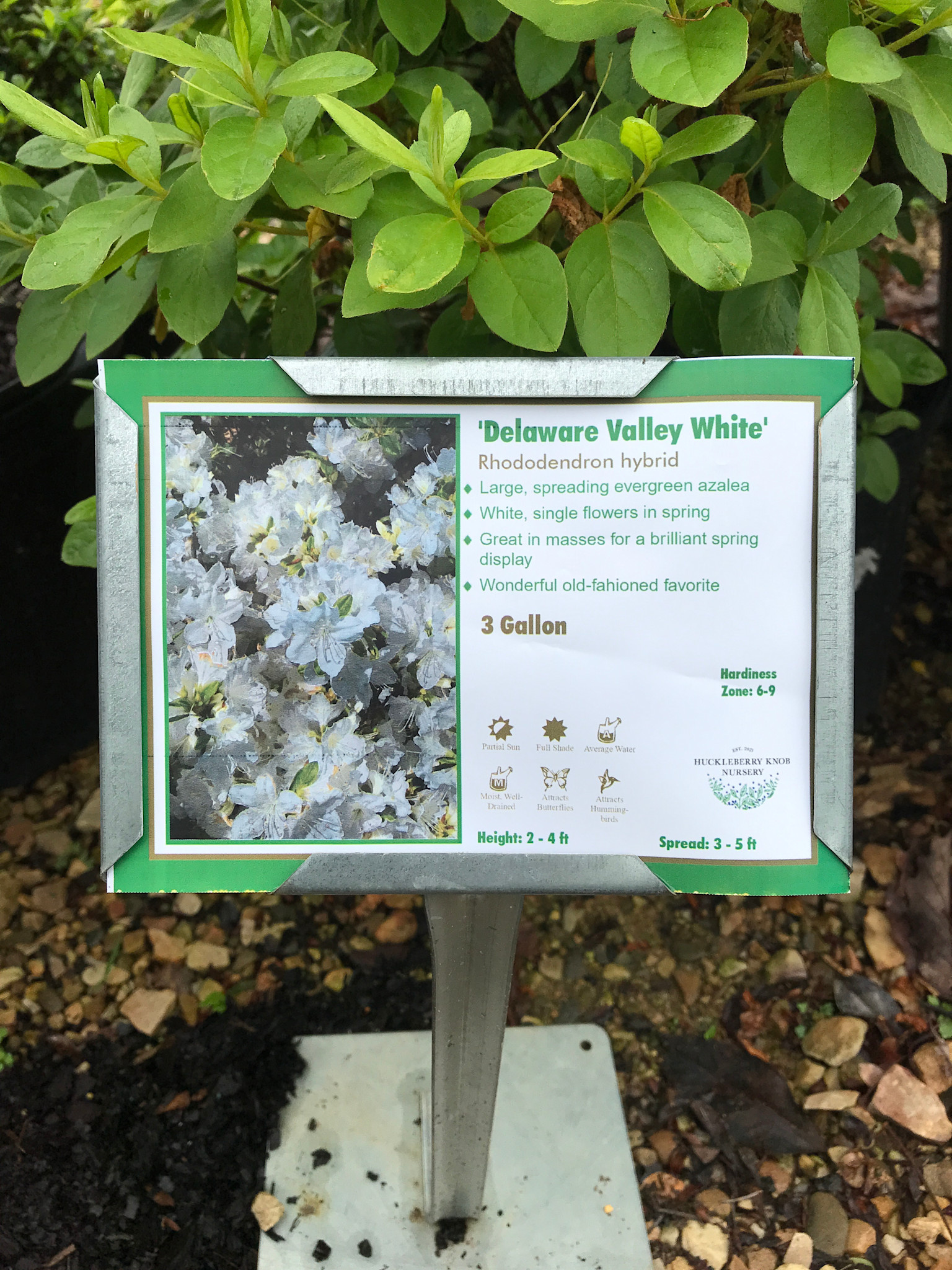 Azalea, Rhododendron 'Delaware Valley White' (White) 3G