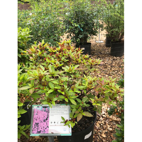 Azalea, Rhododendron 'Girard's Fuchsia' (Purple) 3G