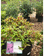 Azalea Girard's Fuchsia-Purple 3 GAL Rhododendron