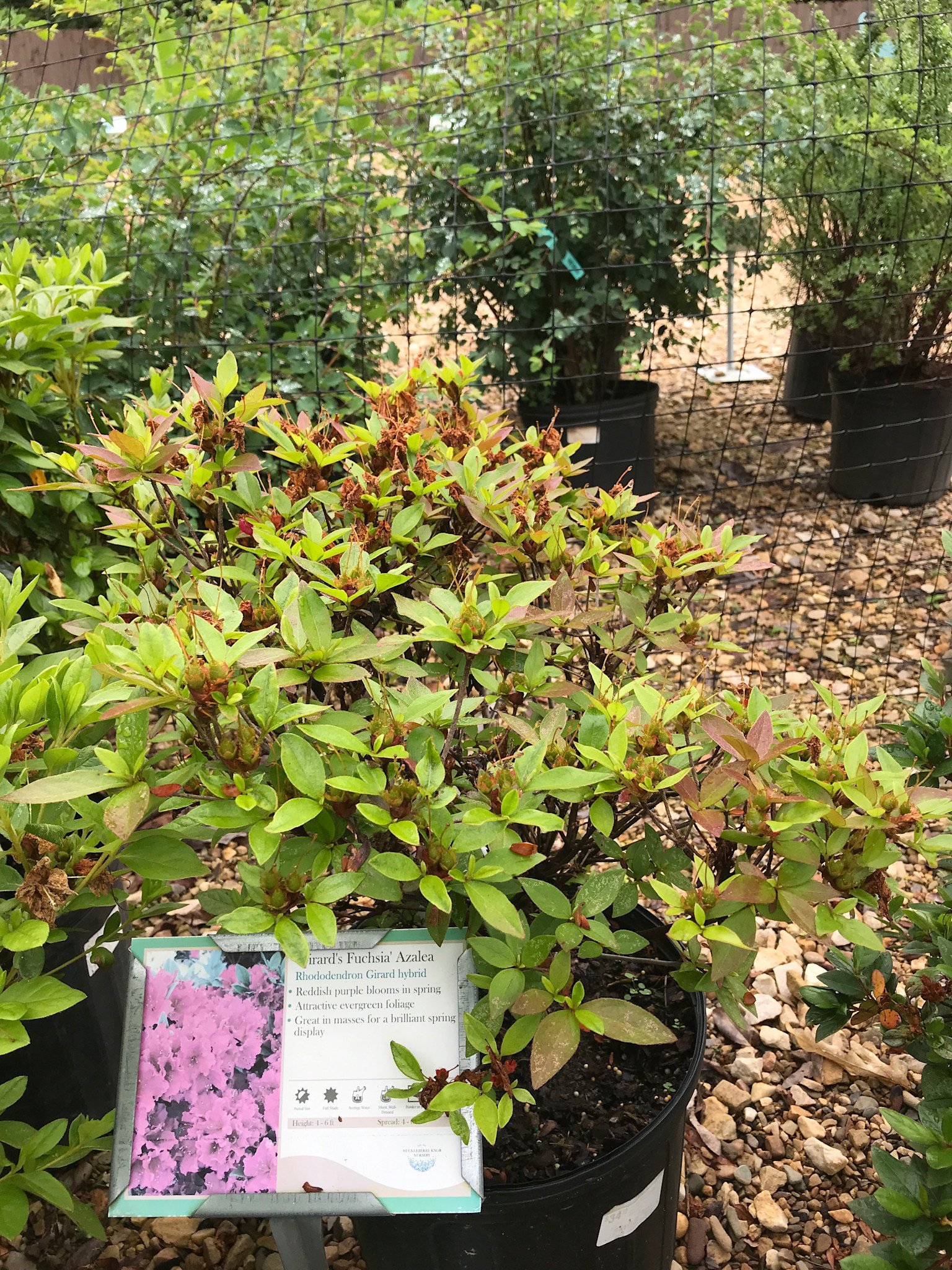 Azalea Girard's Fuchsia-Purple 3 GAL Rhododendron