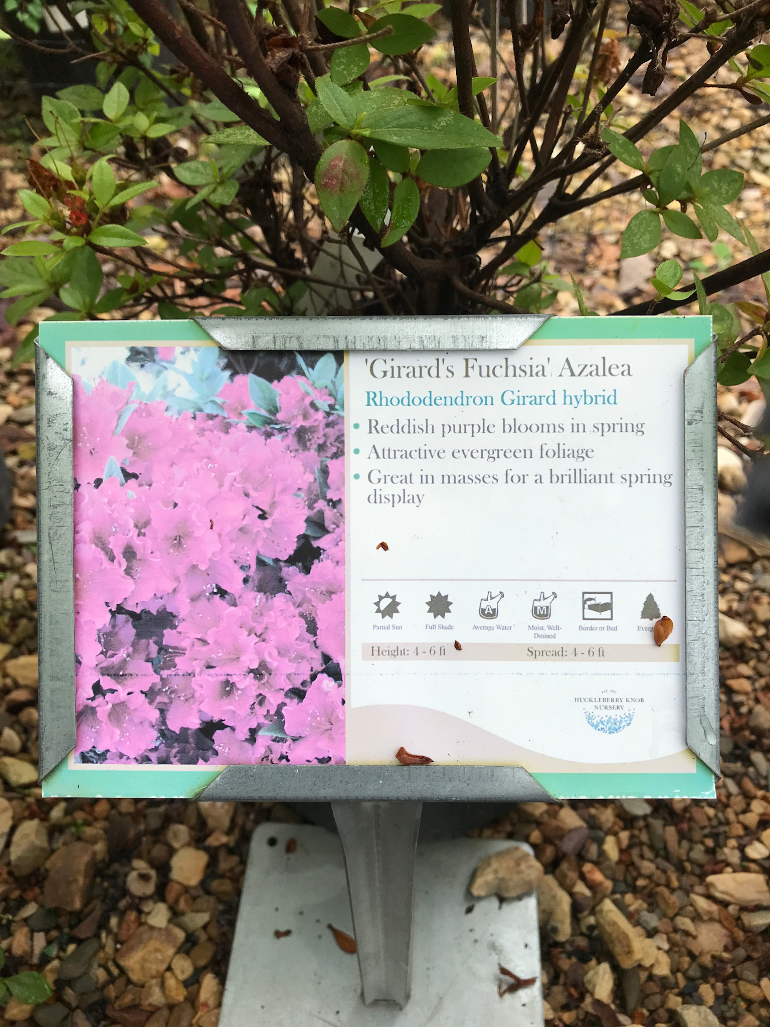 Azalea Girard's Fuchsia-Purple 3 GAL Rhododendron