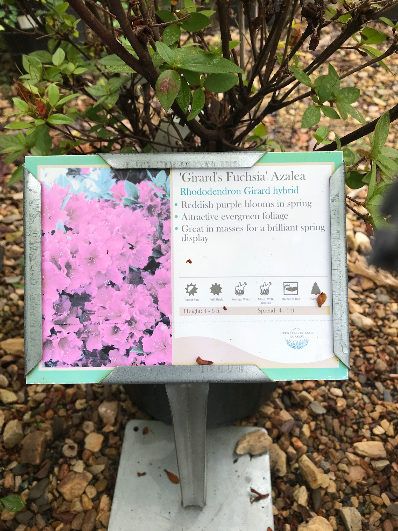 Azalea Girard's Fuchsia-Purple 3 GAL Rhododendron