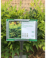 Nandina domestica 'Lemon-Lime' PP24749 SL® 3G