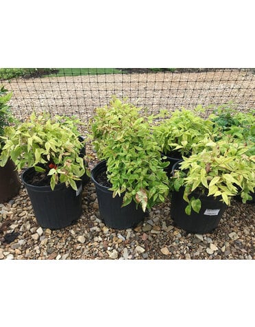 Nandina domestica 'Firepower' 2G