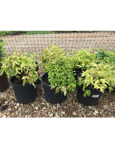 Nandina, Nandina domestica 'Firepower' 2G