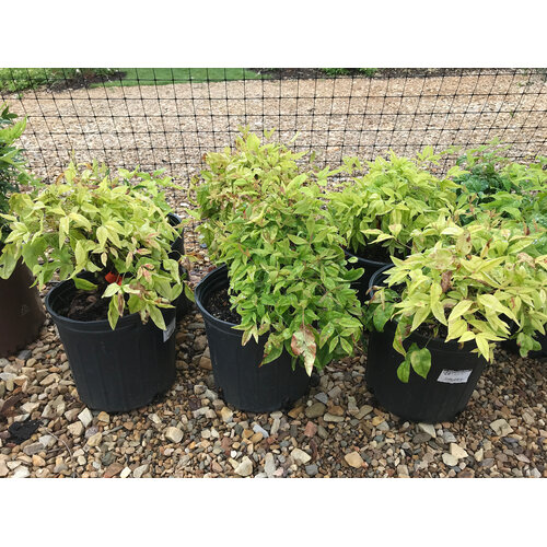 Nandina, Nandina domestica 'Firepower' 2G