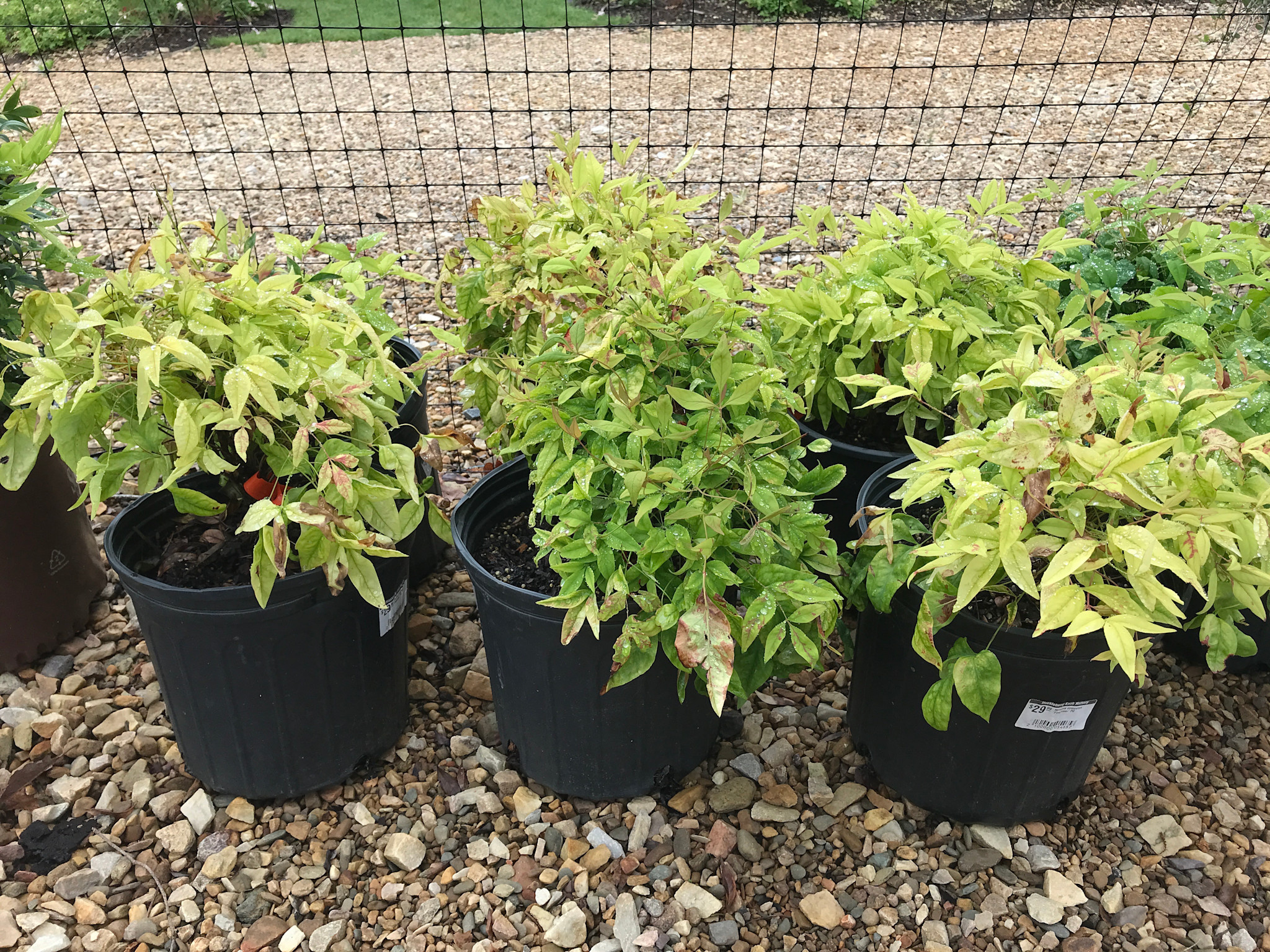 Nandina domestica 'Firepower' 2G