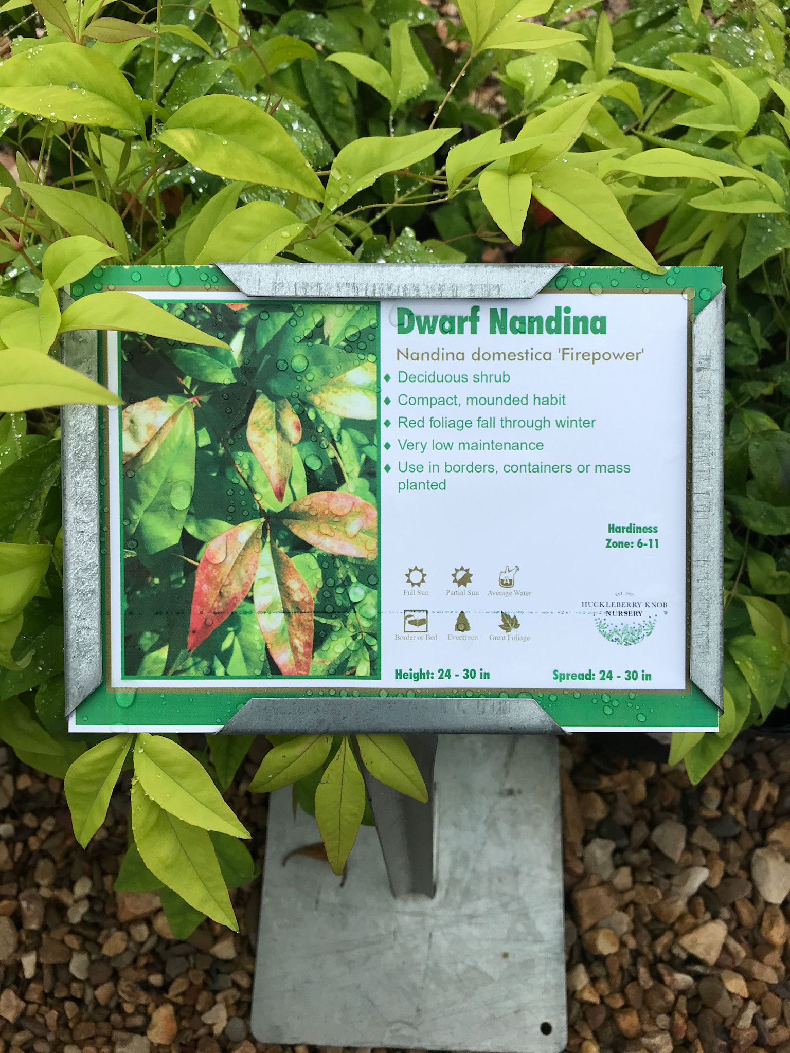 Nandina, Nandina domestica 'Firepower' 2G