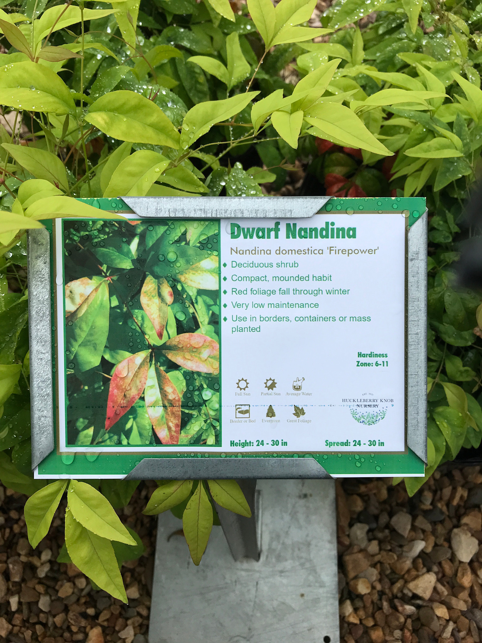 Nandina, Nandina domestica 'Firepower' 1G