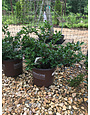 Camellia, Camellia sasanqua ‘Green 02-019’ October Magic® Pink Perplexion™ 3G
