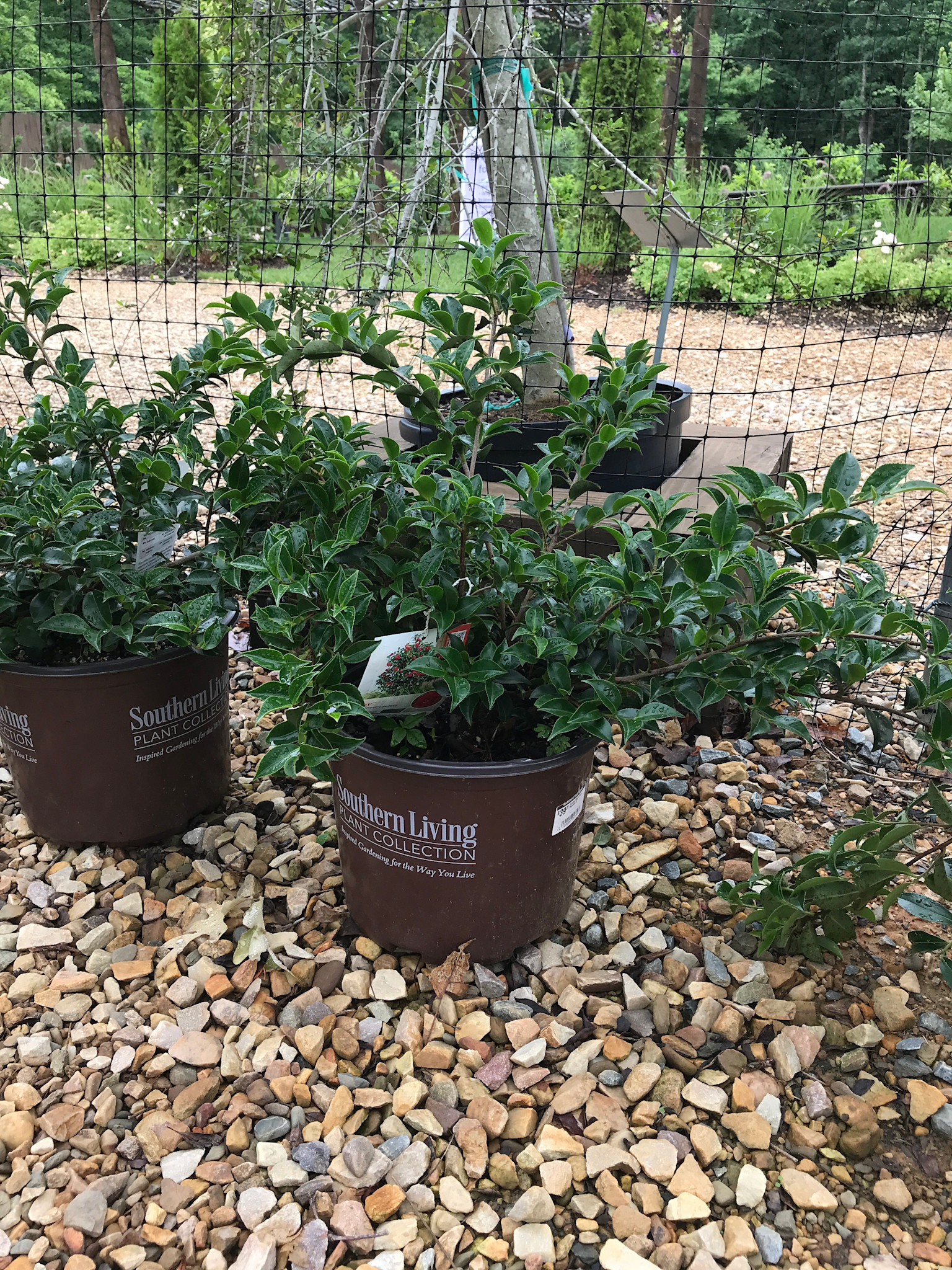 Camellia, Camellia sasanqua ‘Green 02-019’ October Magic® Pink Perplexion™ 3G