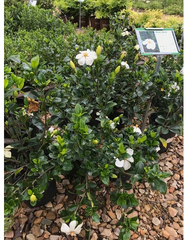 Gardenia, Gardenia jasminoides 'Kleim's Hardy' 1G