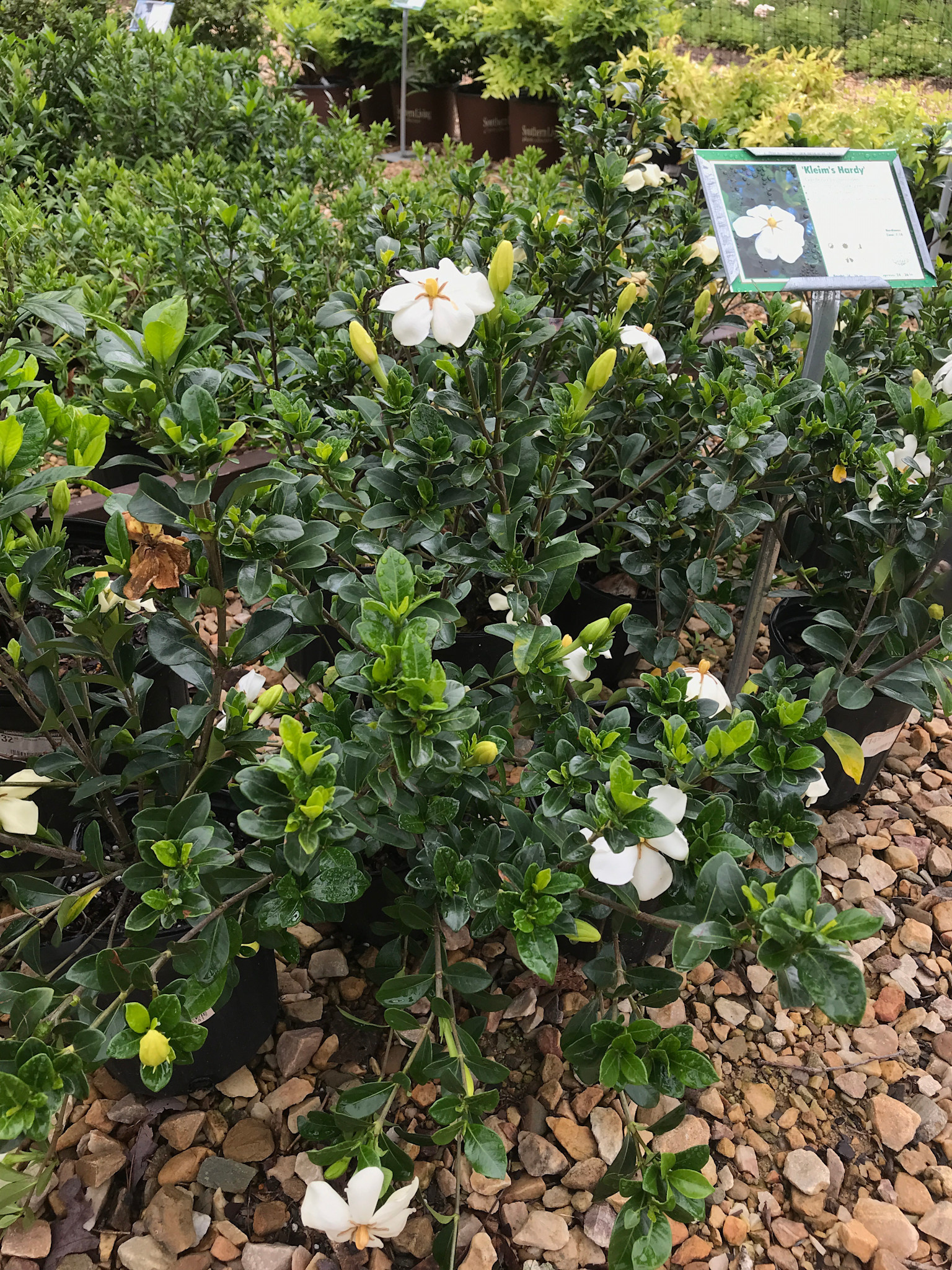 Gardenia, Gardenia jasminoides 'Kleim's Hardy' 1G