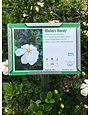 Gardenia, Gardenia jasminoides 'Kleim's Hardy' 1G