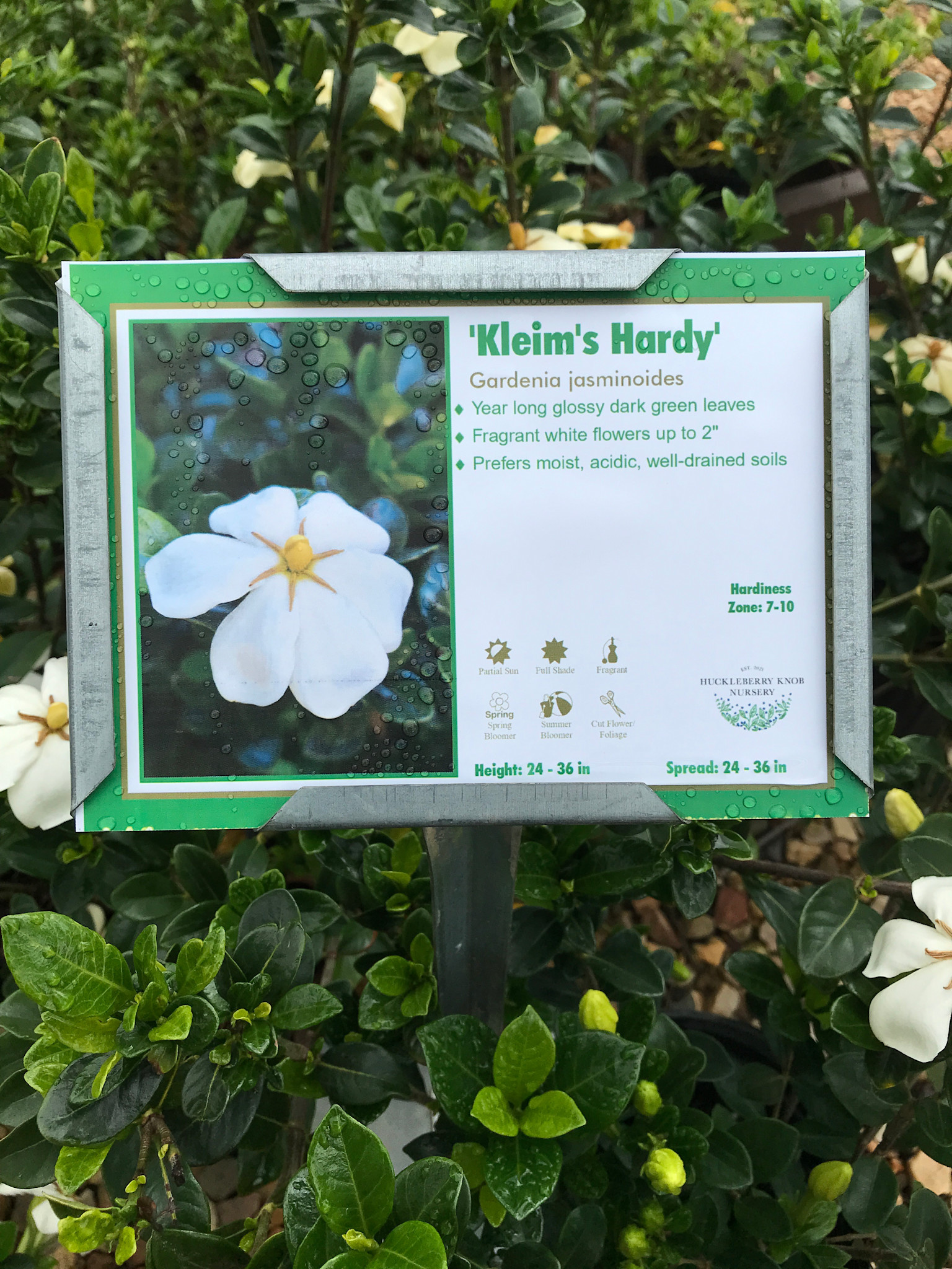 Gardenia, Gardenia jasminoides 'Kleim's Hardy' 1G